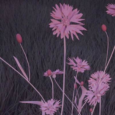 手机买彩票app下载