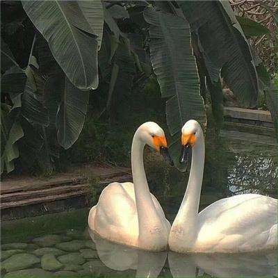 pc蛋蛋官方网站